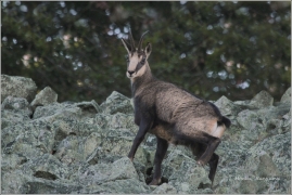 <p>KAMZÍK HORSKÝ (Rupicapra rupicapra) Lužické hory - Studenec / Chamois / Gämse</p>